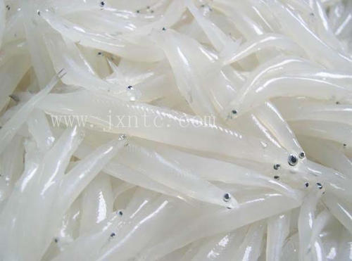 涡河里都有什么鱼,淮河里最大的鱼有哪些