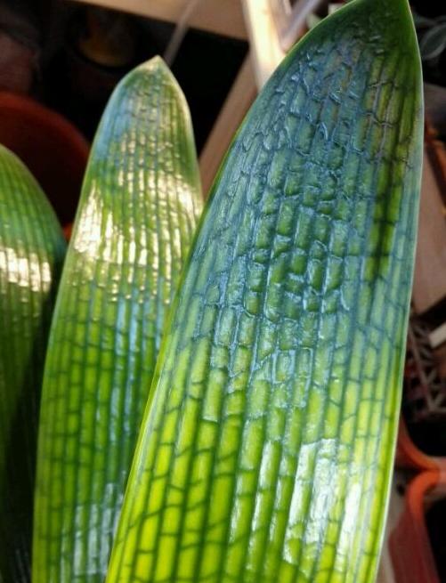 给君子兰换盆可以加上点草木灰吗,如何给君子兰换盆在冬季