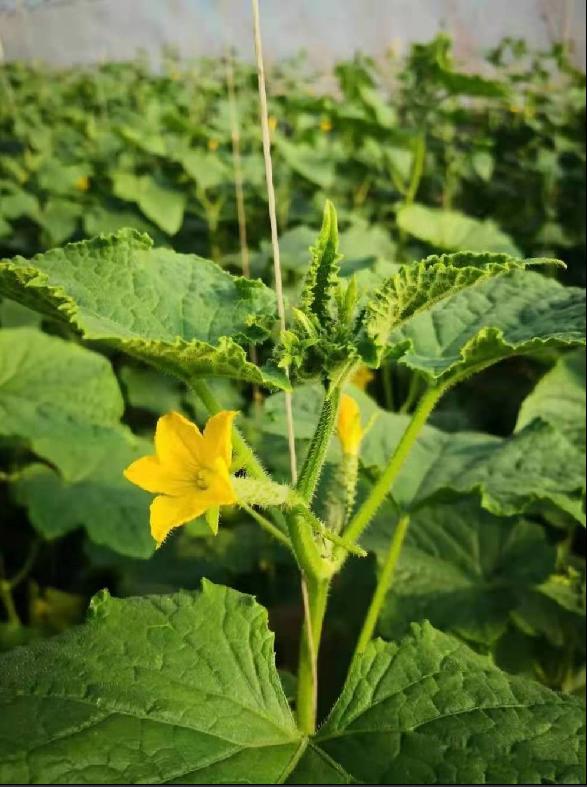 蔬菜根部发黄什么原因,蔬菜出现黄叶是怎么回事啊