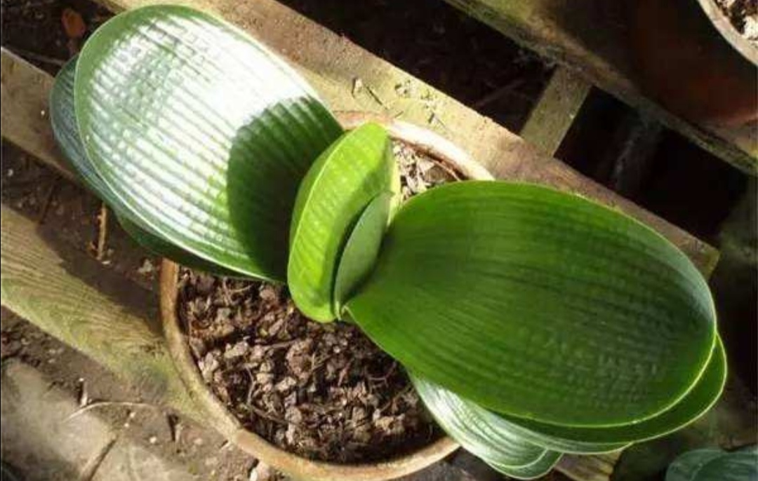 君子兰适合的光照,君子兰喜光照吗