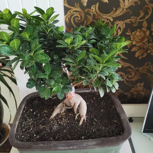 人参榕怎么才能长大肥根,人参榕烂根怎么处理