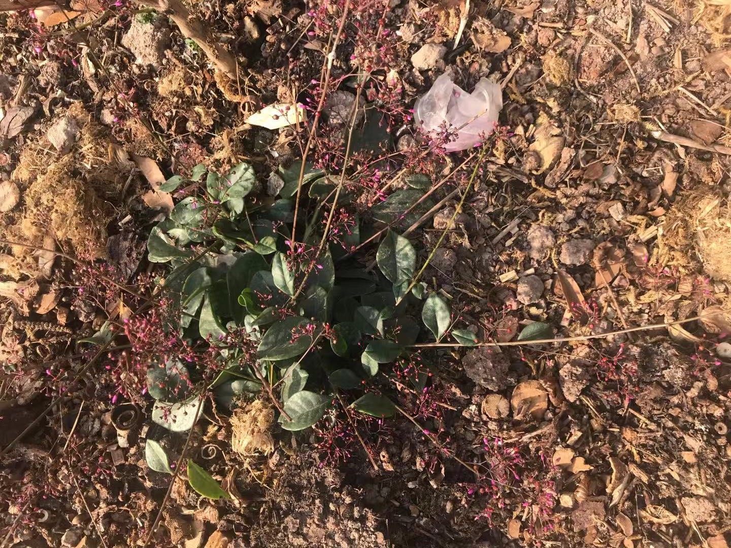 可以吃的土人参,入药红参