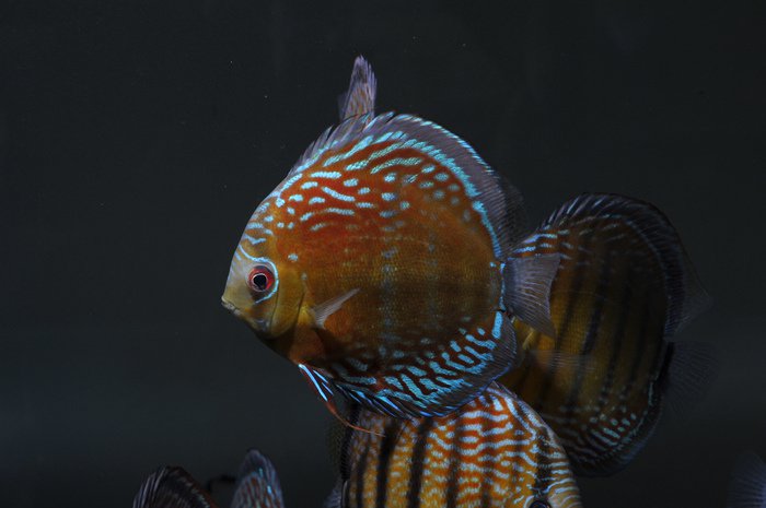 七彩神仙爱好者,野生七彩神仙开口