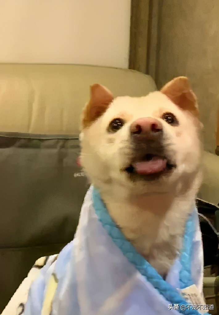 中华田园犬小时候的可爱图片,中华田园犬颜值天花板小奶狗