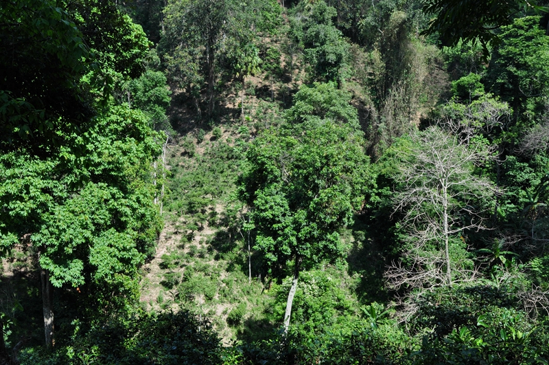 普洱茶四大产区和六大茶山,普洱茶六大产区和六大茶山地图
