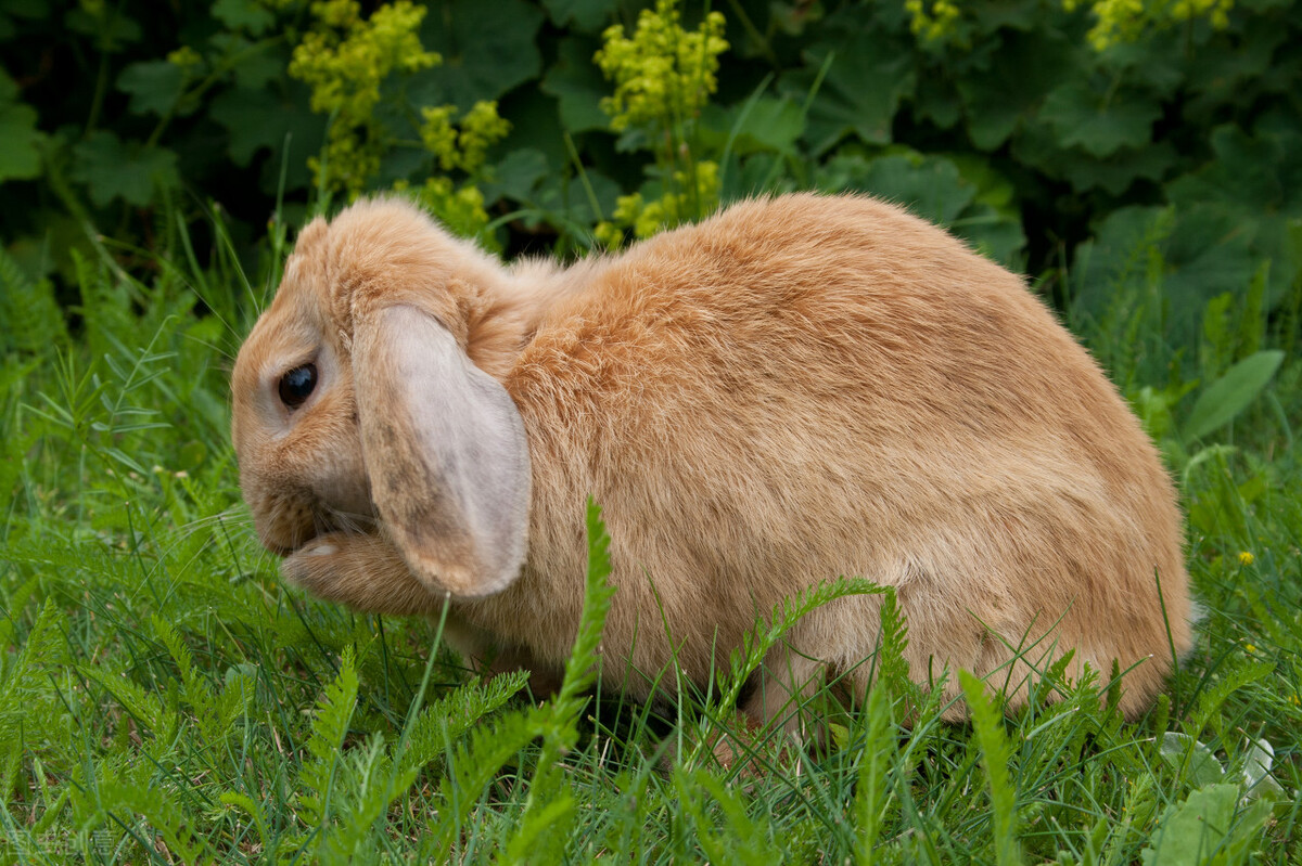 养殖场兔子耳螨怎么治疗,兔子耳螨清理完整版