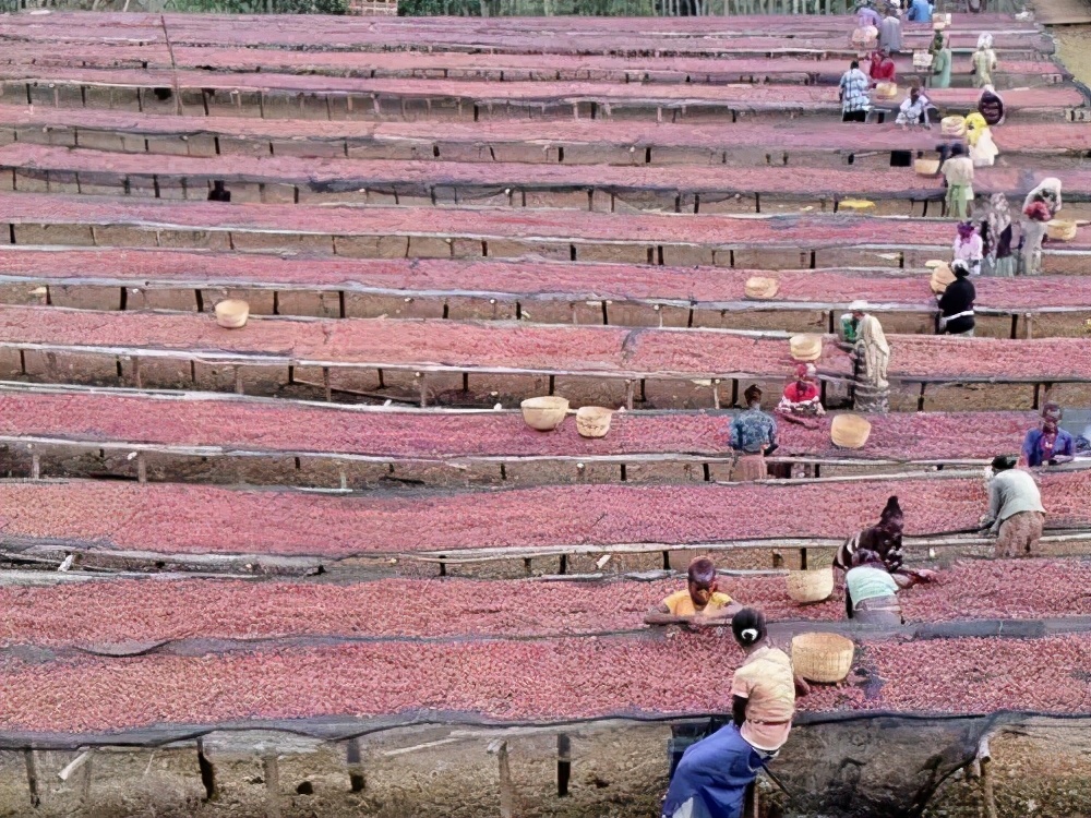 咖啡豆有多少种不同的制作方式,咖啡初学者入门认知咖啡豆