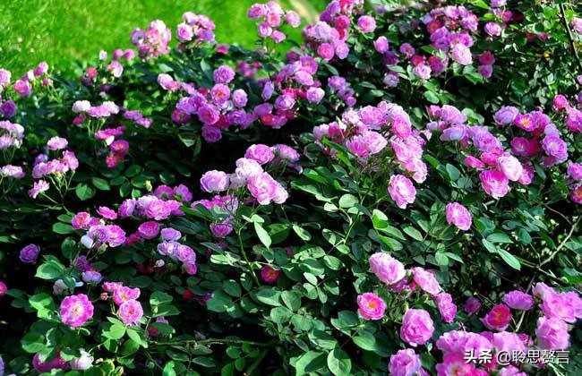 夏日诗句精选,30首夏日诗词人间最美是初夏