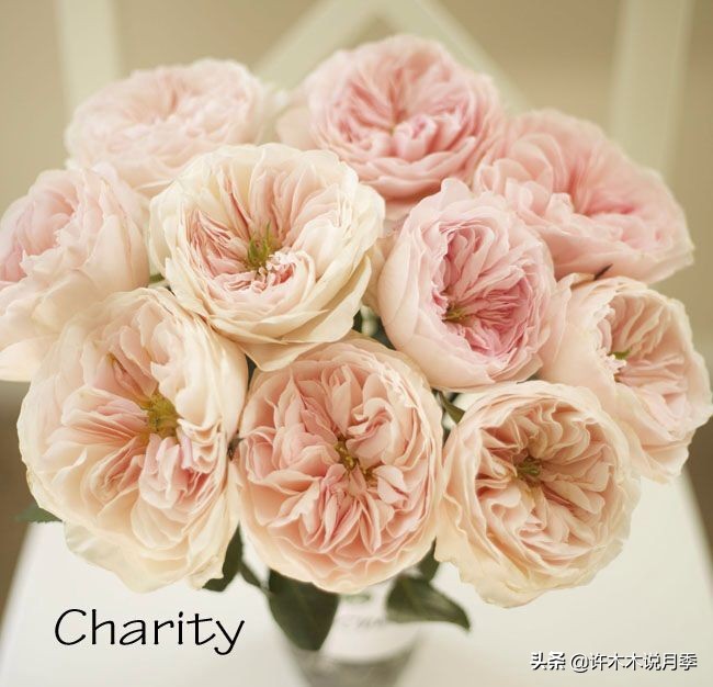 奥斯汀月季最佳品种,奥斯汀月季最好的品种