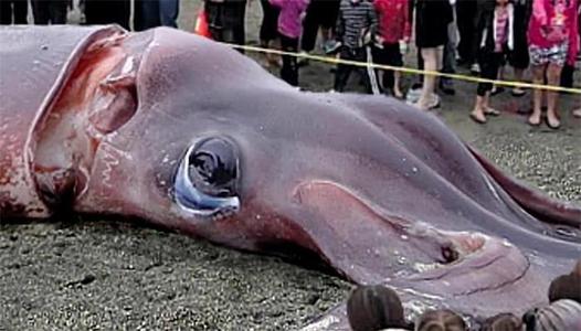 章鱼墨鱼鱿鱼傻傻分不清,你分得清楚章鱼墨鱼鱿鱼吗