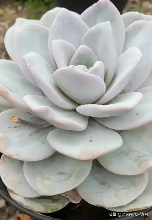 多肉开花怎么办呢,多肉开花的原因和解决方法