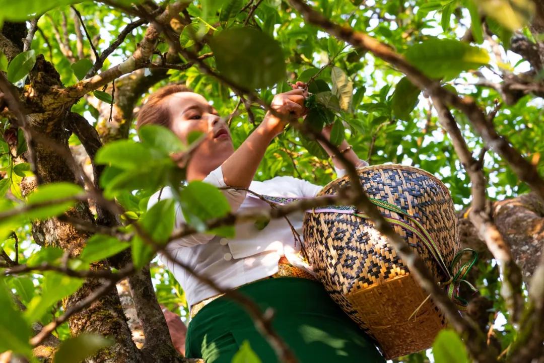 中国人喝真茶,为了喝一口好茶必须精益求精