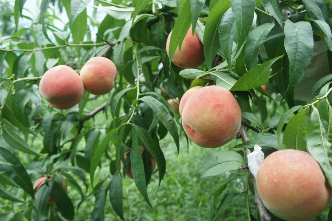 嗨一起去游陇南,嗨一起去陇南