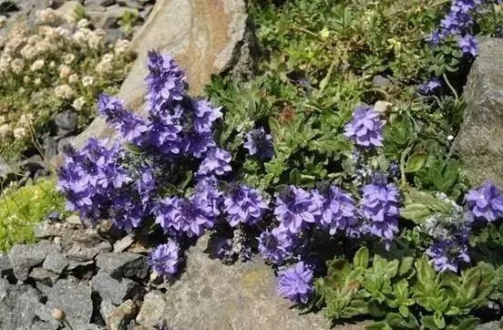 岩石花园景区,岩石园常用花卉