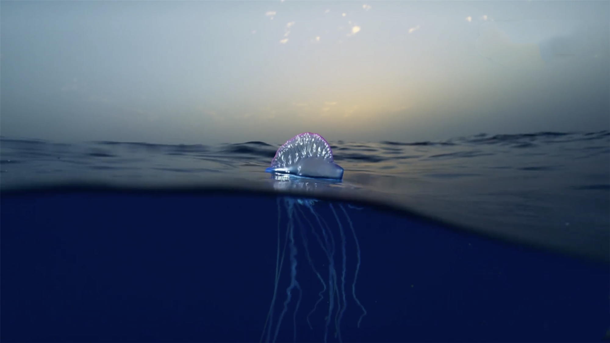 鲁滨逊漂流记荒岛生存指南,鲁滨逊漂流记惊险刺激及求生方法