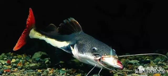 有什么能增加鱼缸里的菌群,鱼缸里面的菌群怎么培养