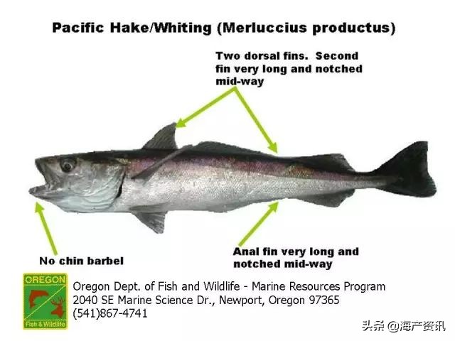 真鳕鱼科普,真鳕银鳕黑鳕鱼