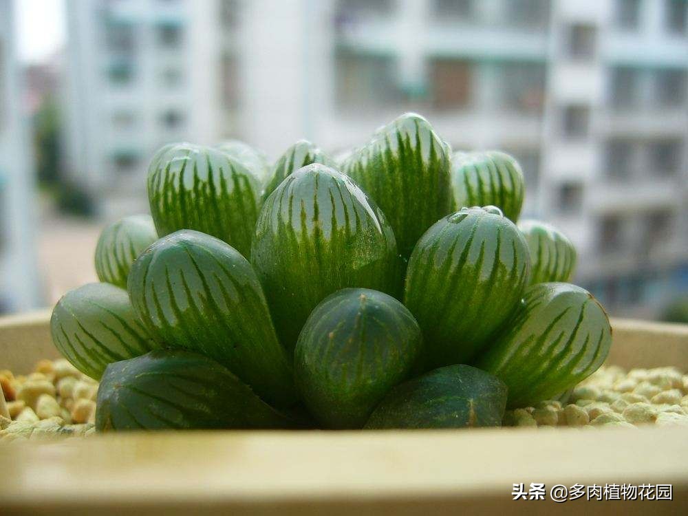 玉露如何叶片饱满,如何把玉露养得晶莹剔透饱满