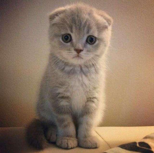 明日方舟阵营剧情,明日方舟暗流