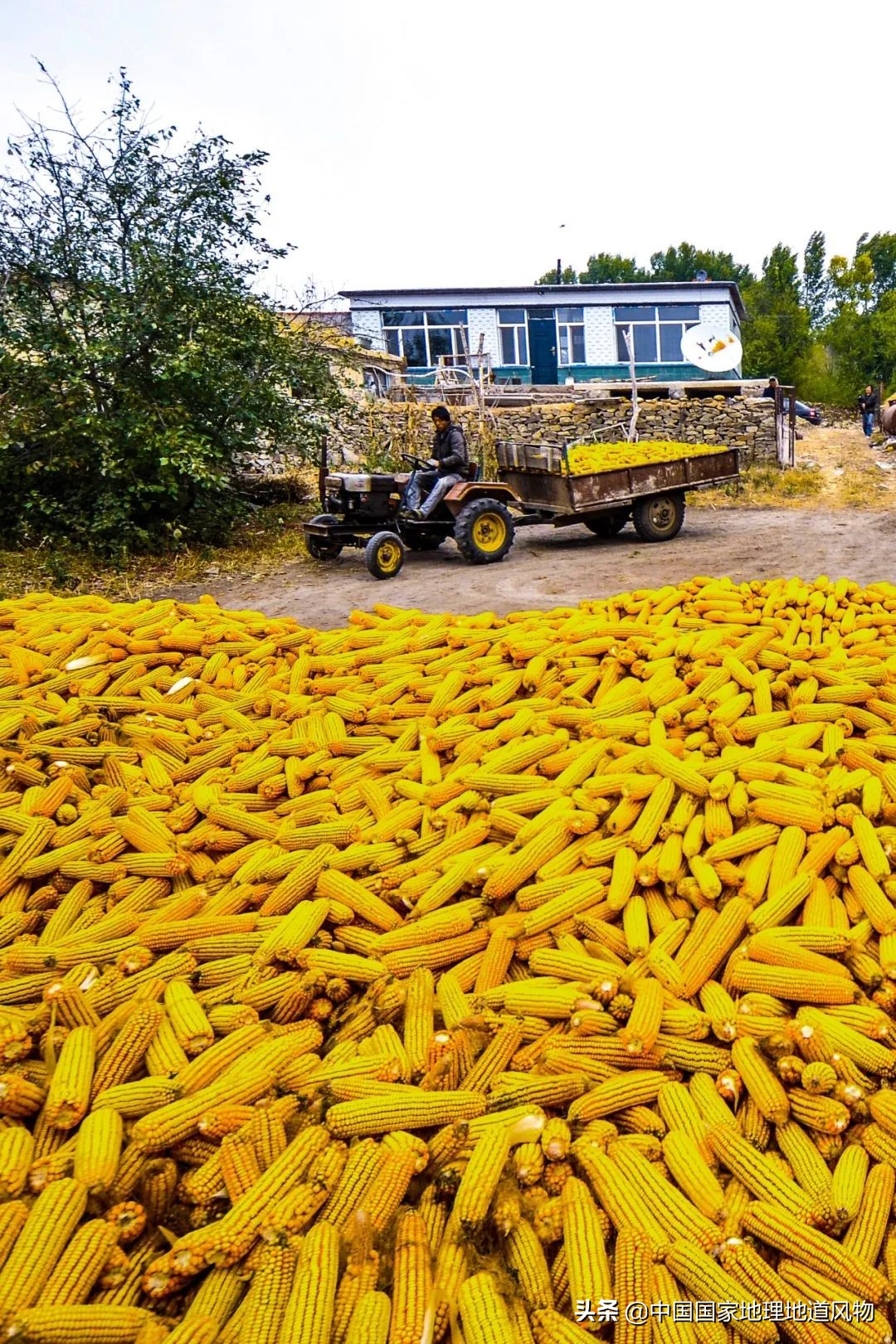 黑龙江和山东谁是农业大省,黑龙江和河南谁是第一粮仓