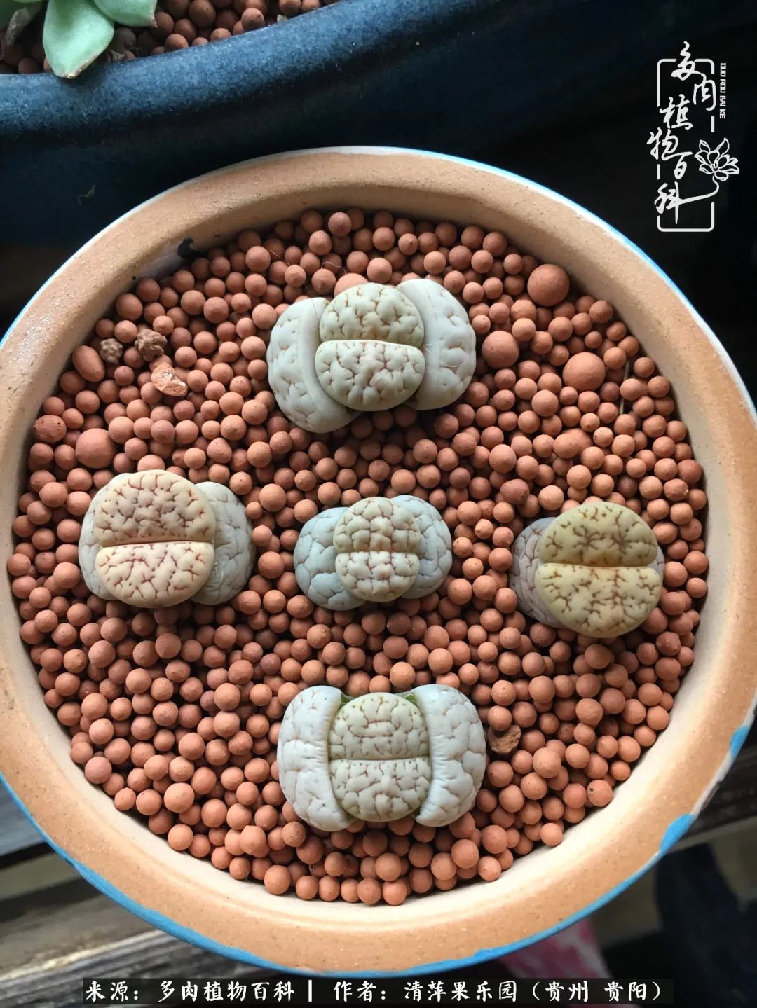 生石花庭院,晶莹剔透的生石花