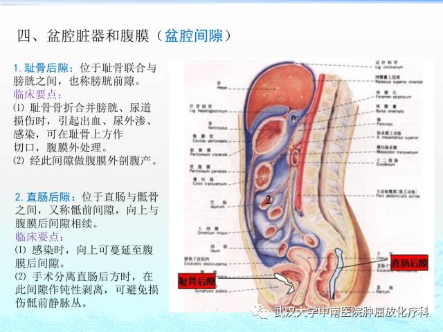 女性盆腔解剖与断层影像