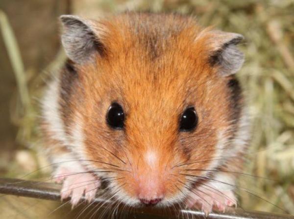 写给宝宝的为什么（10）仓鼠在冬天藏各种果实是为什么呢？