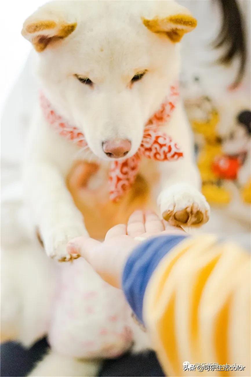 撸柴犬店广州,撸柴宠物乐园