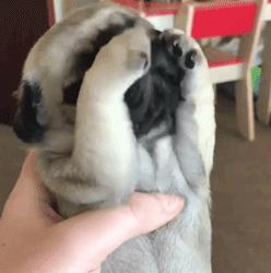 可爱呆萌的小奶狗视频,可爱可奶呆萌的小奶狗