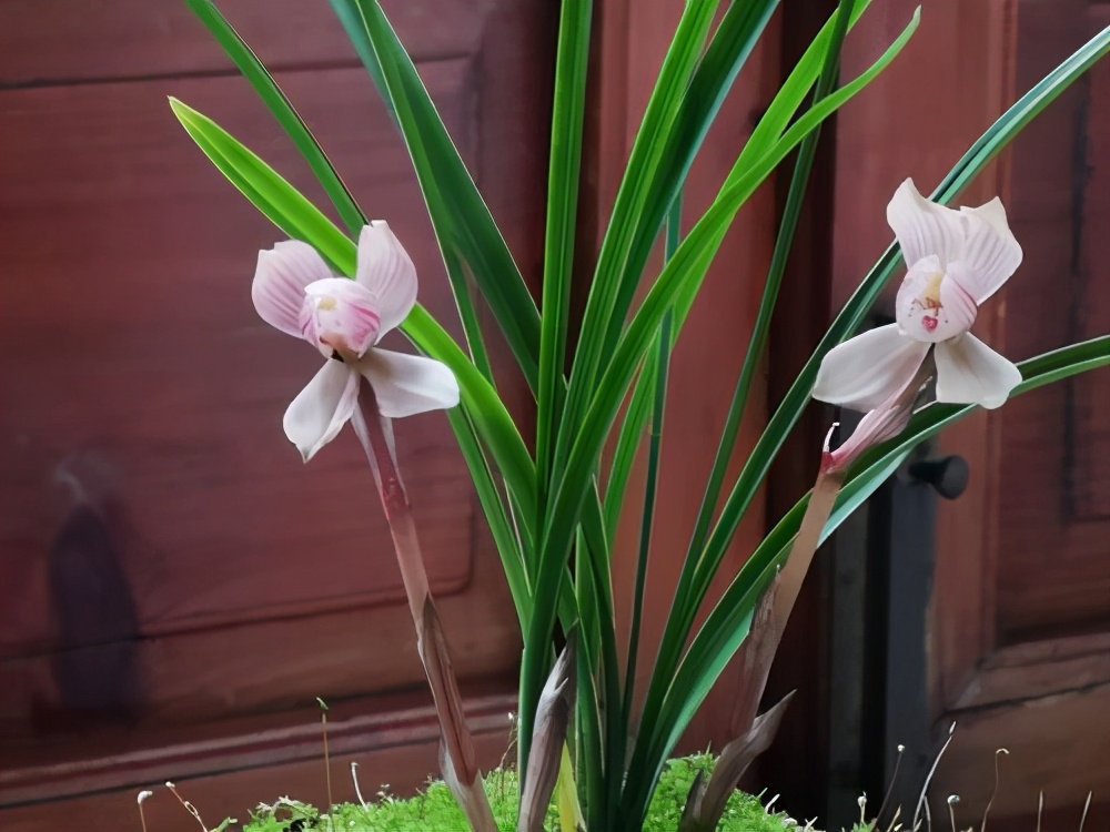 春兰荷瓣艺草名品欣赏,春兰荷瓣名品兰花价格