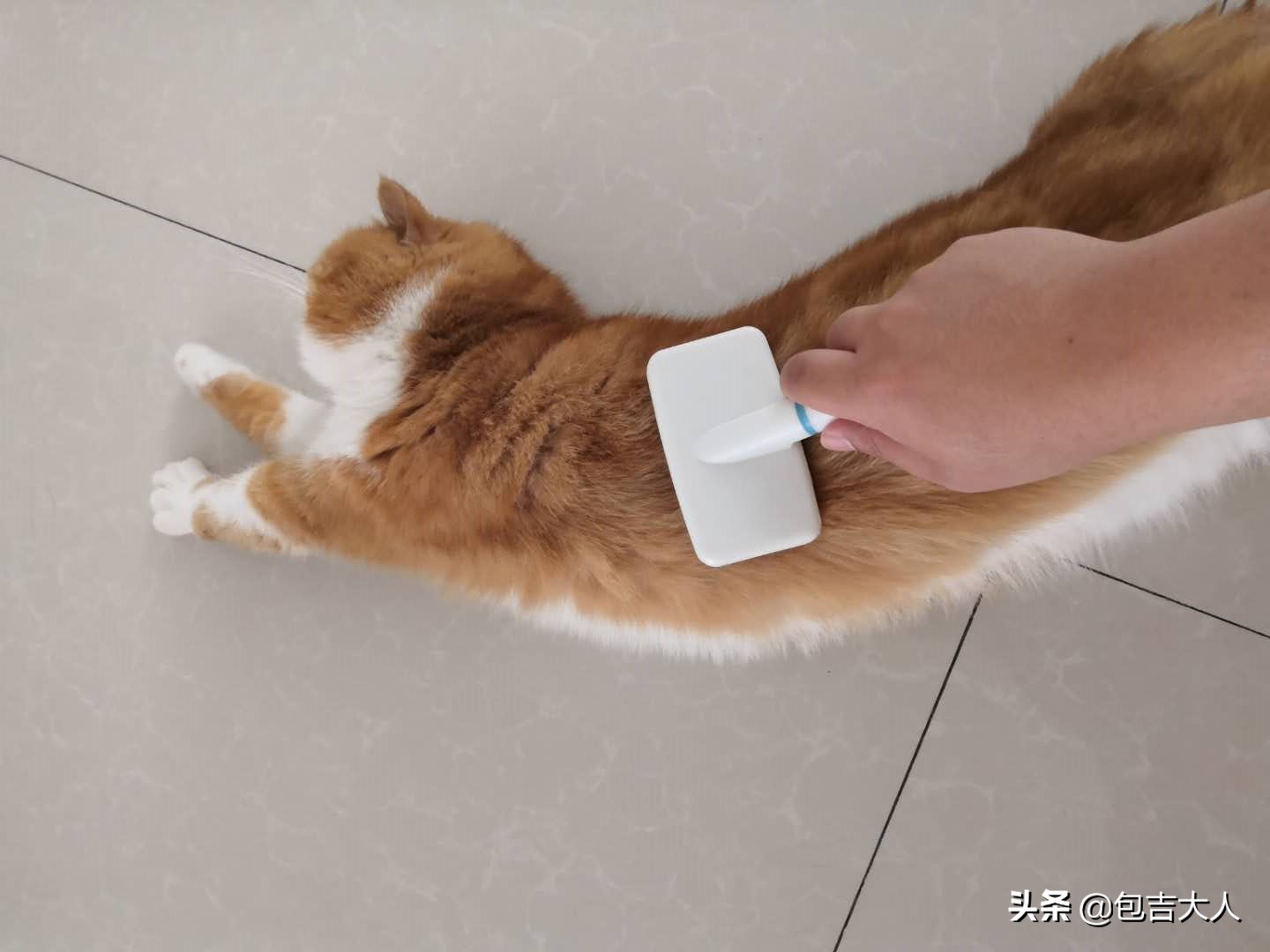 养猫经验杂谈论文摘要大全,养猫经验大分享