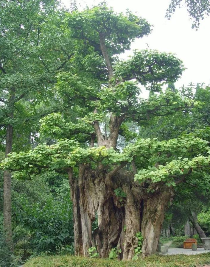 名家作品||我城市里的三棵银杏树