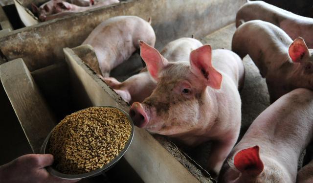 猪舍里的氨气对猪的危害有多大,猪舍氨气解决方法