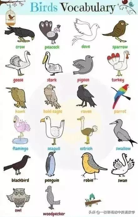 动物英文名称大全,沙漠里的动物英文名称