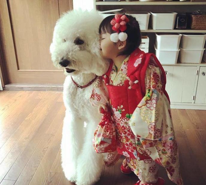 巨型贵宾犬为什么那么少人养,贵宾犬稀少了