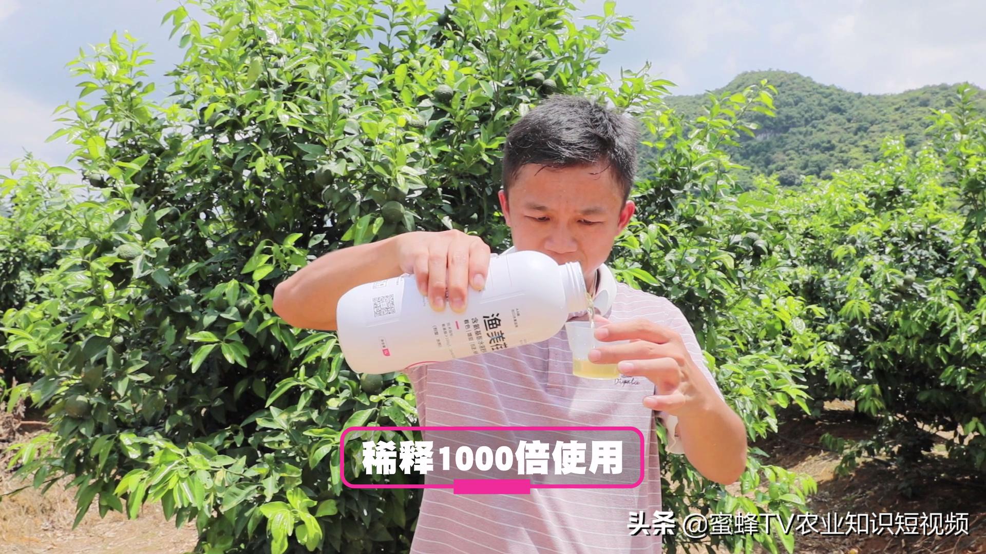 作物转色增甜期，如何管理才能着色均匀，果实甜，卖出好价钱？