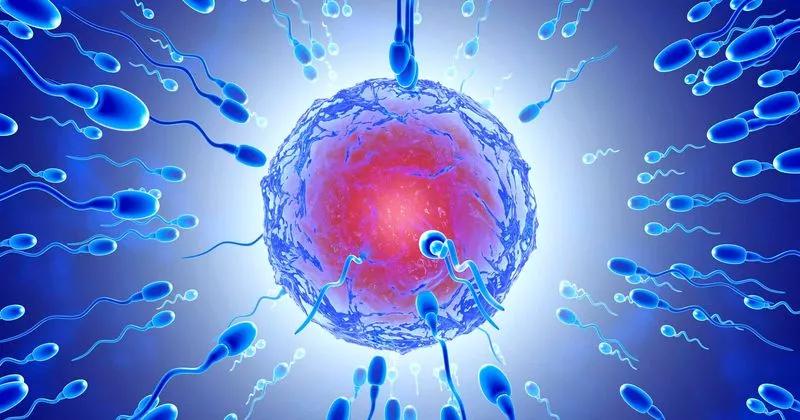 1亿进10淘汰后,还有一关?科学家发现卵子会选择自己喜欢的精子