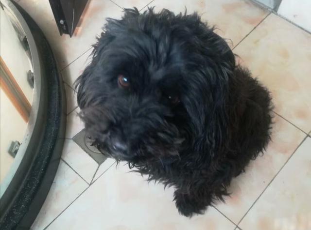 车把狗压死了主人痛哭,狗被车压死坐地痛哭