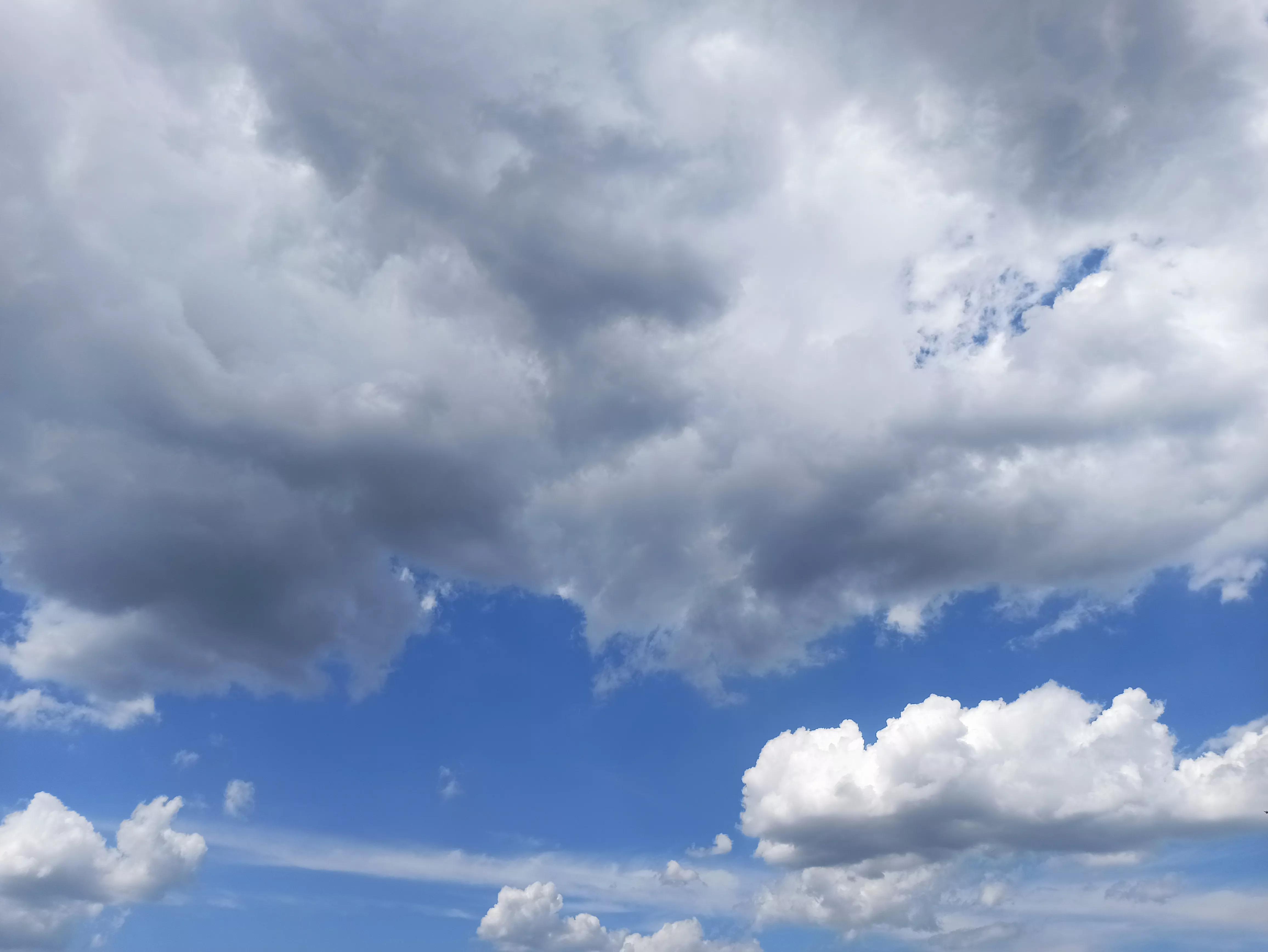 做梦梦到小猫是什么预兆,做梦梦到小猫咪