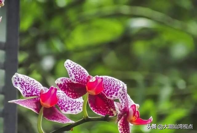 各市市花是哪些花呢,市花大全及其意义