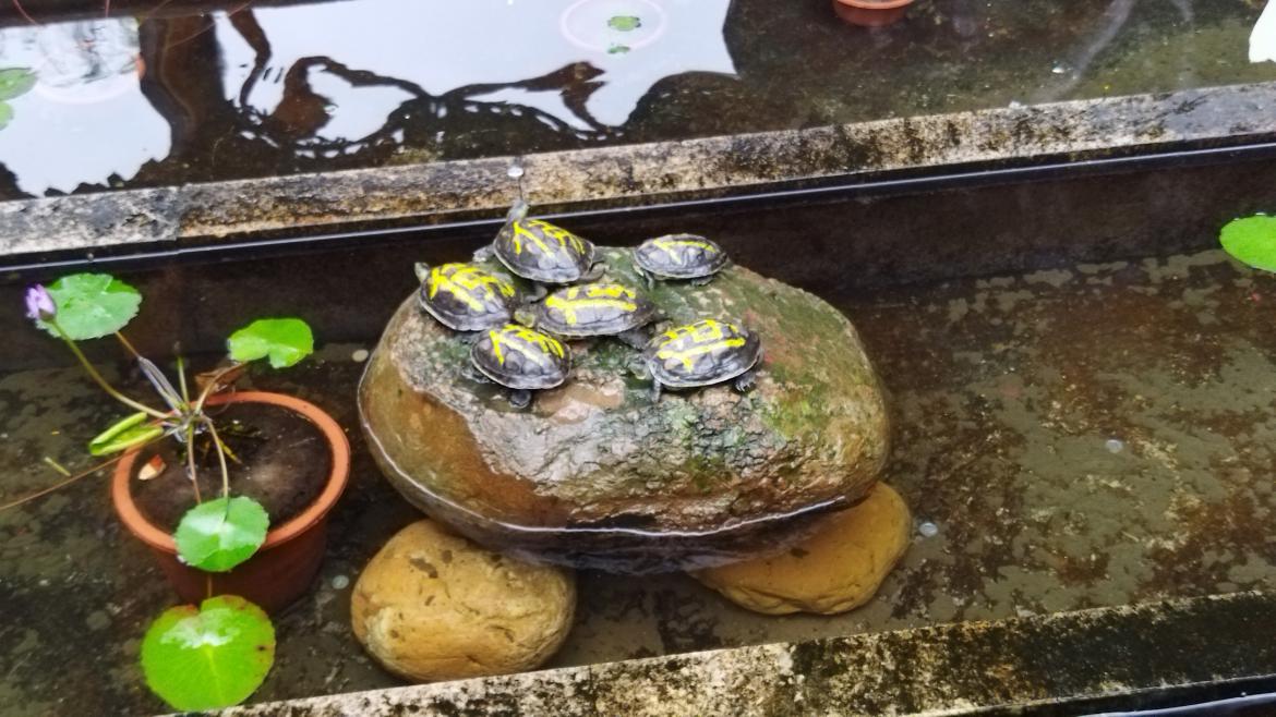 redminote95g值得入手吗,redmi千元机note9