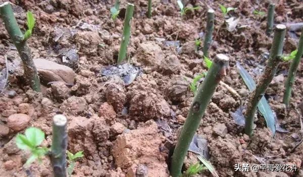 植物发生永久萎蔫用什么方法,植物高温叶子萎蔫怎么回事