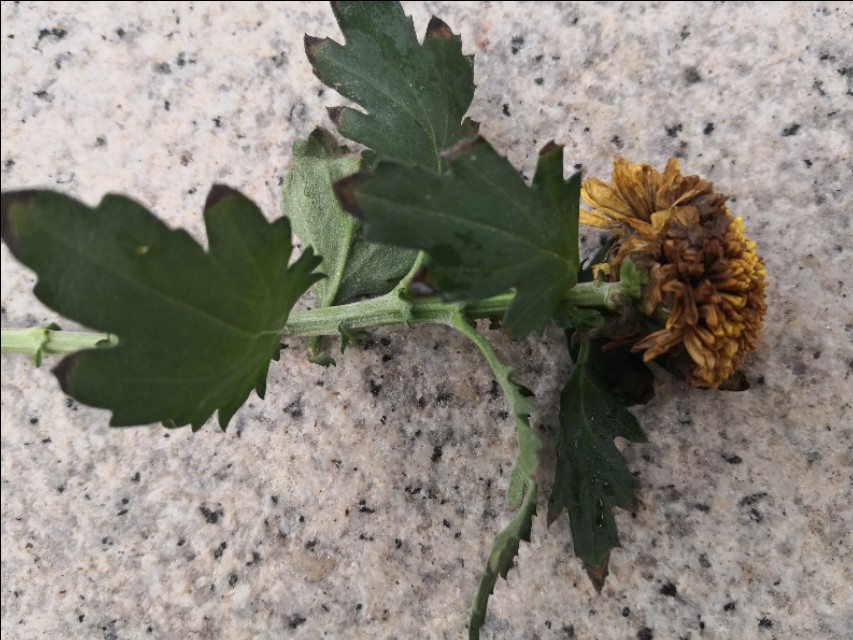 菊花剪下来的枝条怎么办,菊花剪枝后剩余老枝怎么处理