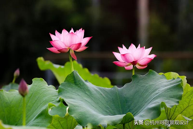 庭院长方形水池水景流水造景,庭院花池种植设计效果图