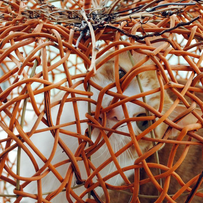 猫最好用什么猫窝,各种猫窝的视频大全