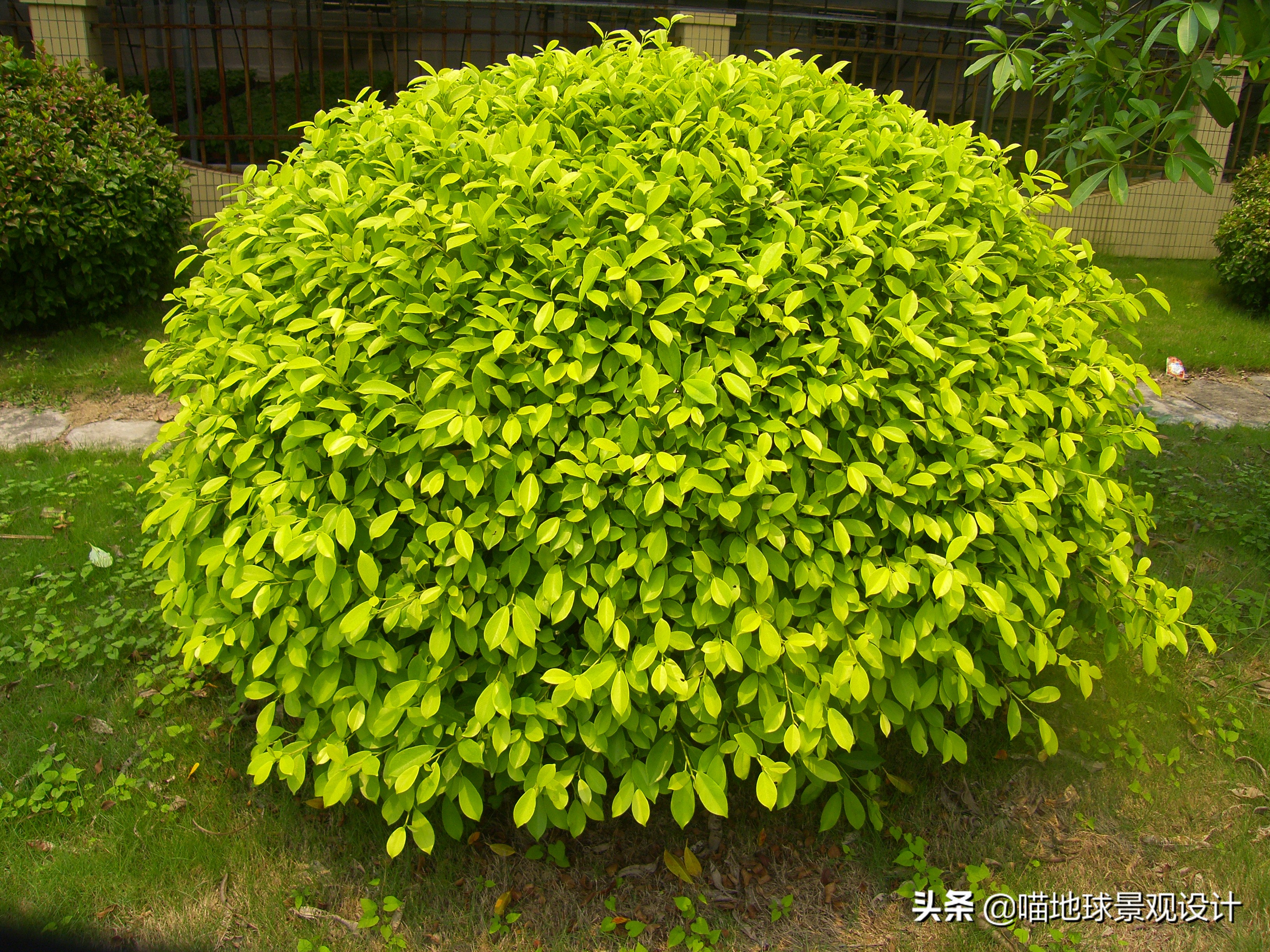 常见的灌木植物100种图片大全,灌木植物种类及图片