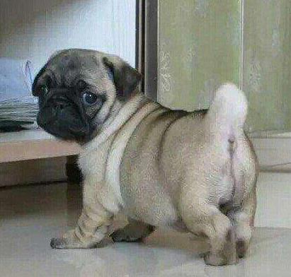 巴哥怎么养健康,怎么给巴哥快速补充营养