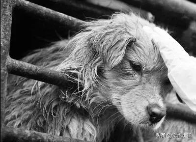 怎么防止偷狗贼来偷狗,偷狗贼的正确方法视频