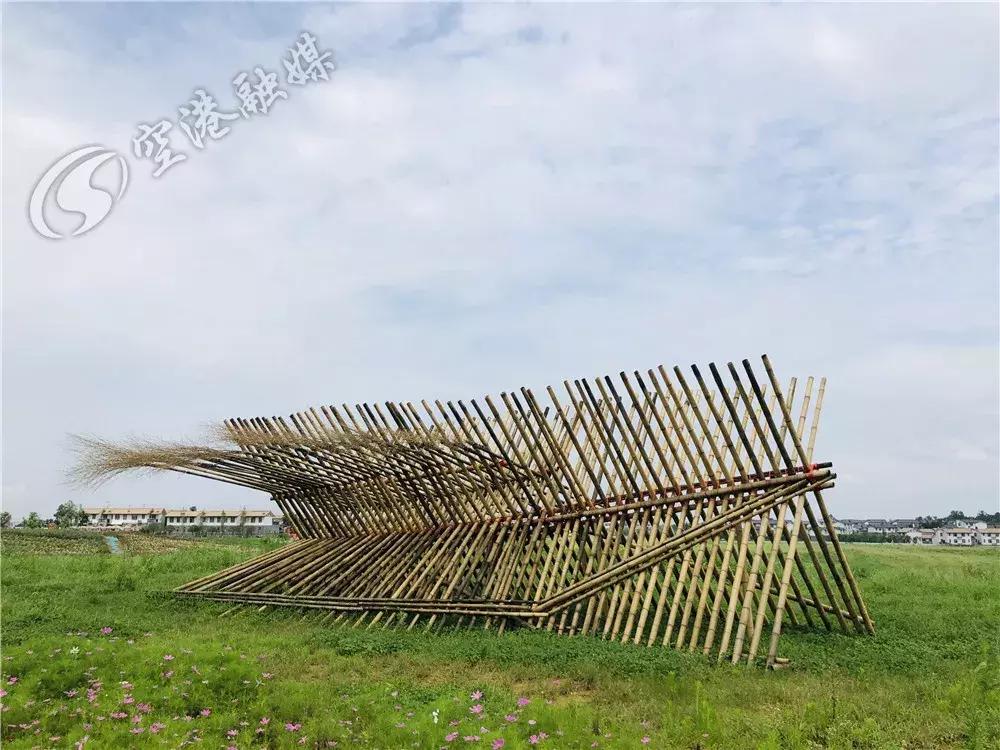 来成都打卡空港花田,成都双流空港花田打卡看飞机