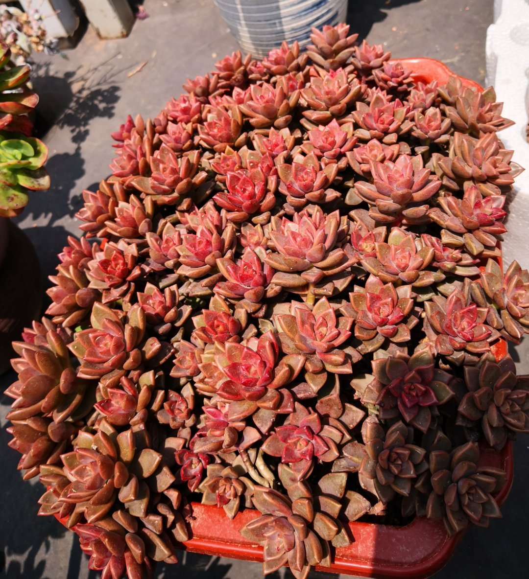 姬胧月快速爆盆,姬胧月徒长不好看